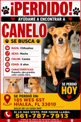 Lost Male Dog last seen Near wes 6ST Hialea FL 33010, Hialeah, FL 33010
