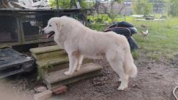 Lost Male Dog last seen Circle K and roundnoud, Lafayette, LA 70508