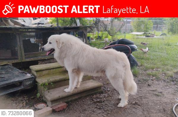 Lost Male Dog last seen Circle K and roundnoud, Lafayette, LA 70508
