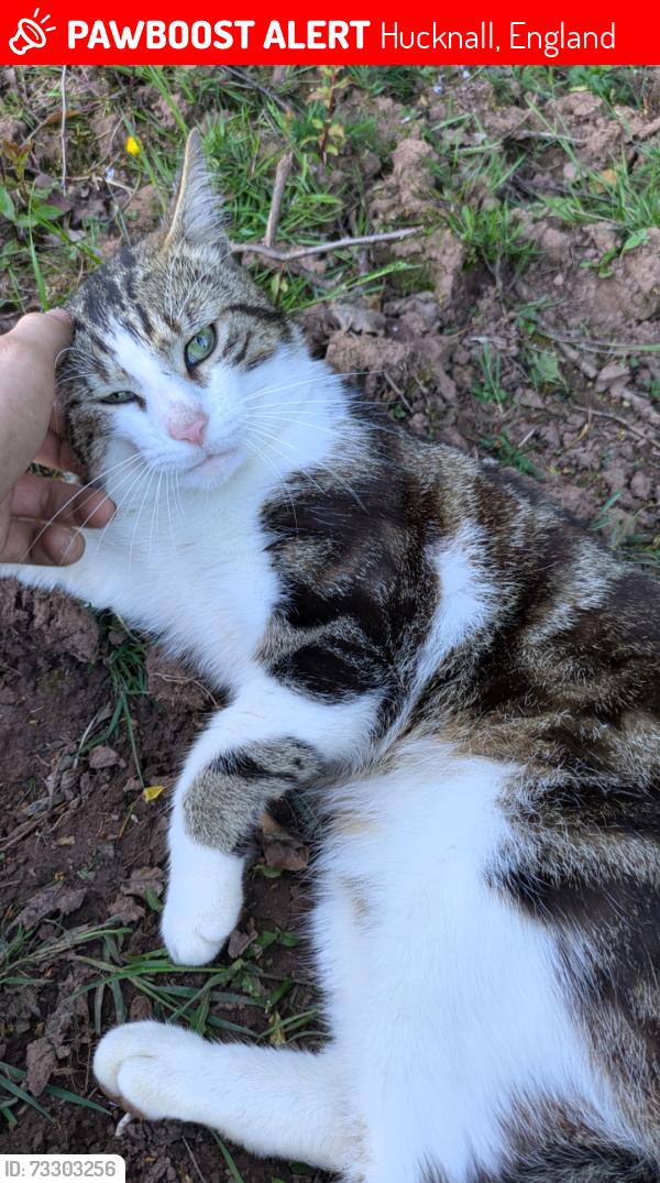 Lost Male Cat last seen Whyburn lane, hucknall, Nottingham, Hucknall, England 