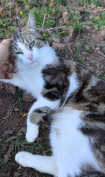 Lost Male Cat last seen Whyburn lane, hucknall, Nottingham, Hucknall, England 