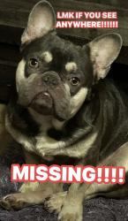 Reunited Unknown Dog last seen Misty winds, Corpus Christi, TX 78401