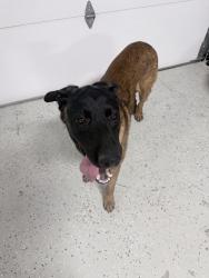 Found/Stray Male Dog last seen CR 105 & CR 103, Kaufman County, TX 75142