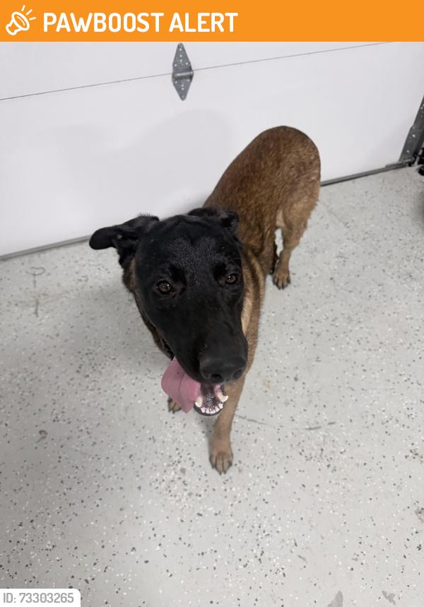 Found/Stray Male Dog last seen CR 105 & CR 103, Kaufman County, TX 75142
