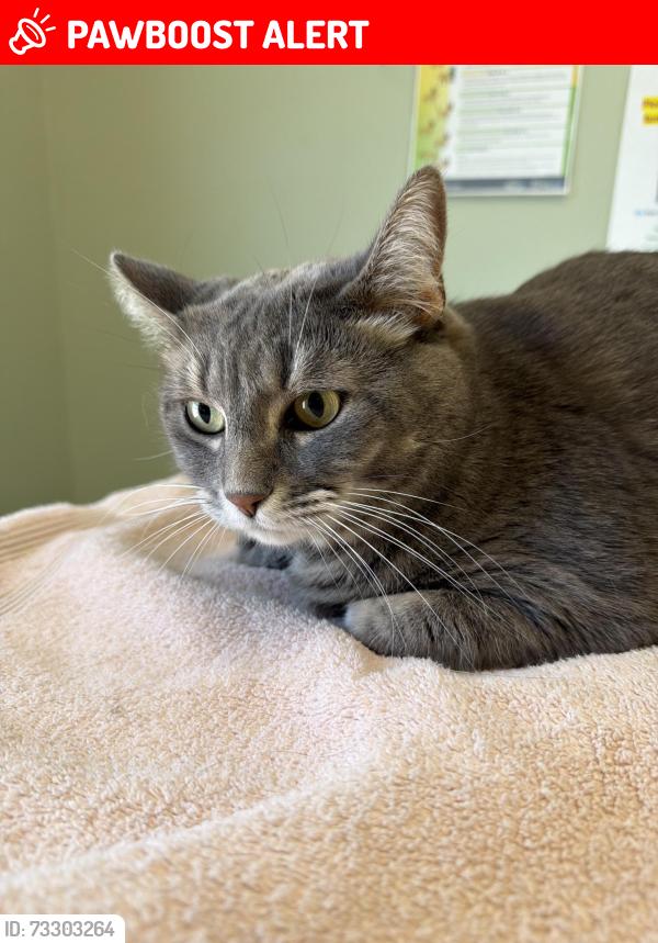 Lost Female Cat last seen Charrington Drive, North of Greer, East of Hiller, West Bloomfield Township, MI 48324