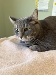 Lost Female Cat last seen Charrington Drive, North of Greer, East of Hiller, West Bloomfield Township, MI 48324