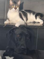 Lost Male Cat last seen Accomodation Rd and 6th Concession, Kingston, ON K0H 1Y0