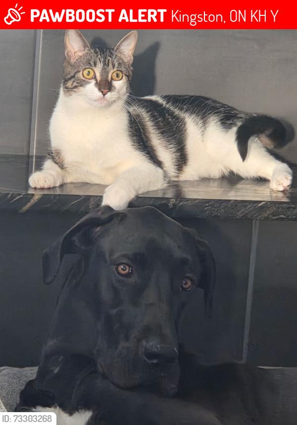 Lost Male Cat last seen Accomodation Rd and 6th Concession, Kingston, ON K0H 1Y0