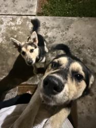 Found/Stray Male Dog last seen Rye and Sanford, Metairie, LA 70006