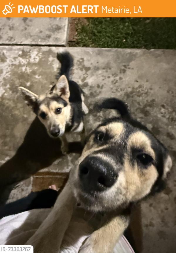Found/Stray Male Dog last seen Rye and Sanford, Metairie, LA 70006