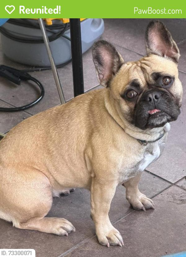 Reunited Female Dog last seen Sheldon by Publix, Tampa, FL 33615