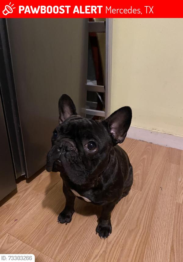 Lost Female Dog last seen S. Ohio Ave and 6th Street, Mercedes, TX 78570