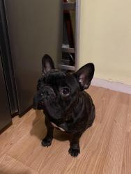 Lost Female Dog last seen S. Ohio Ave and 6th Street, Mercedes, TX 78570