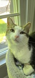 Reunited Male Cat last seen Lorain Rd, North Ridgeville, OH, USA, North Ridgeville, OH 44039