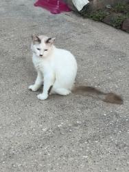 Lost Male Cat last seen Near Edenstone Dr., Cypress, TX 77429