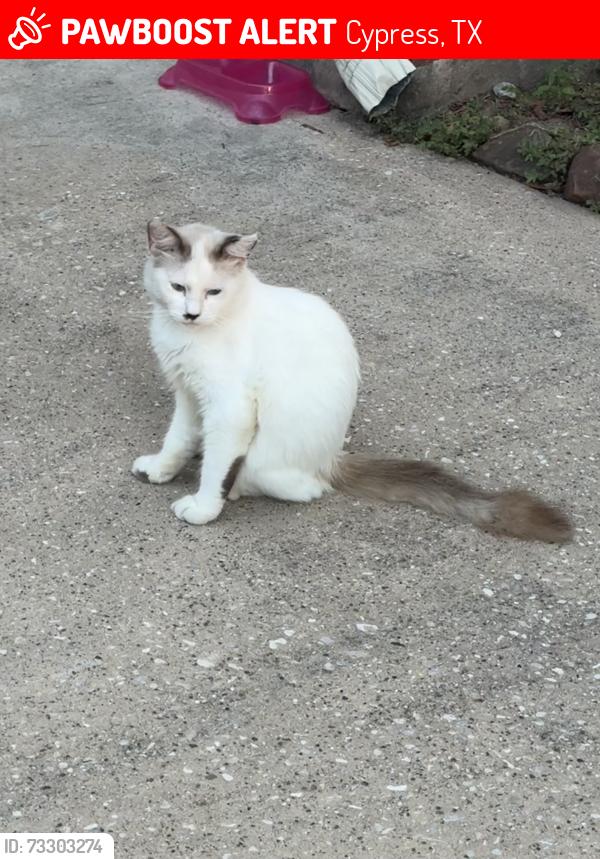 Lost Male Cat last seen Near Edenstone Dr., Cypress, TX 77429