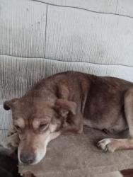 Lost Female Dog last seen Near Reed Creek Rd, Pall Mall, TN 38577