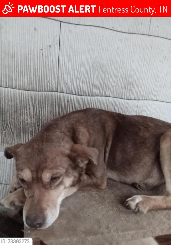 Lost Female Dog last seen Near Reed Creek Rd, Pall Mall, TN 38577