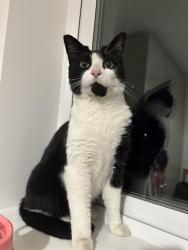 Lost Male Cat last seen Patchway common field, Patchway, England 