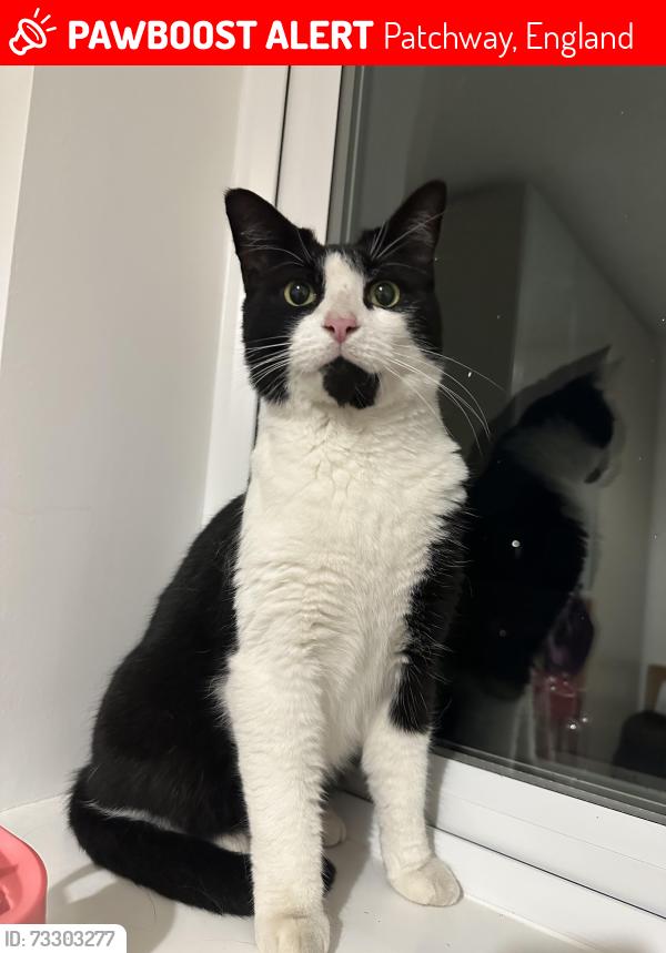 Lost Male Cat last seen Patchway common field, Patchway, England 