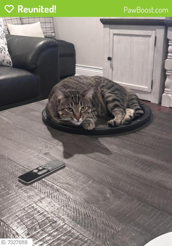 Reunited Male Cat last seen Between Mills and Monte Vista Ave to the East and West and Between Baseline and Foothill Blvd to the North and South., Claremont, CA 91711