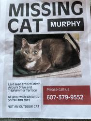 Lost Male Cat last seen Asbury Dr, Horvath Dr & West Meadow St, ithaca, Lansing, NY 14850