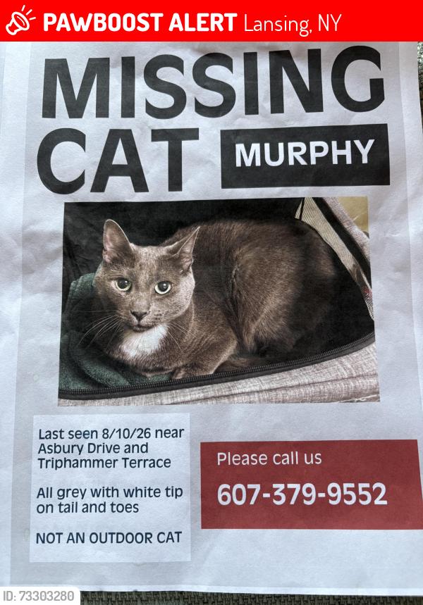 Lost Male Cat last seen Asbury Dr, Horvath Dr & West Meadow St, ithaca, Lansing, NY 14850
