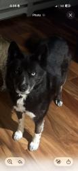 Lost Female Dog last seen Highway 6 and River View Rd, Gypsum, CO 81637
