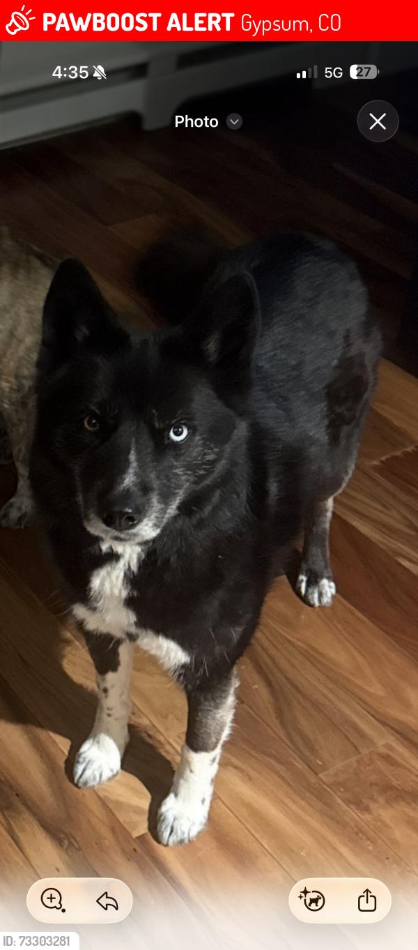 Lost Female Dog last seen Highway 6 and River View Rd, Gypsum, CO 81637