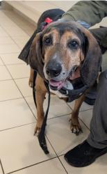 Reunited Male Dog last seen West 63rd St and storer ave 44102, Cleveland, OH 44144