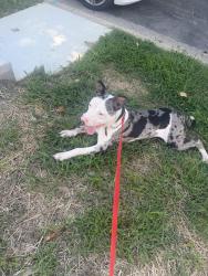 Found/Stray Male Dog last seen Waverly and Winchell st, Richmond, VA 23231