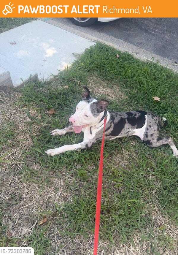 Found/Stray Male Dog last seen Waverly and Winchell st, Richmond, VA 23231