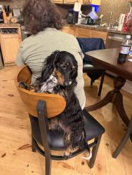 Reunited Female Dog last seen Cohen hill road, Johns Island, SC 29455