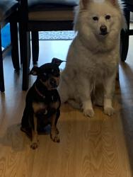 Reunited Female Dog last seen Near Elkhart public library, Elkhart, IN 46514