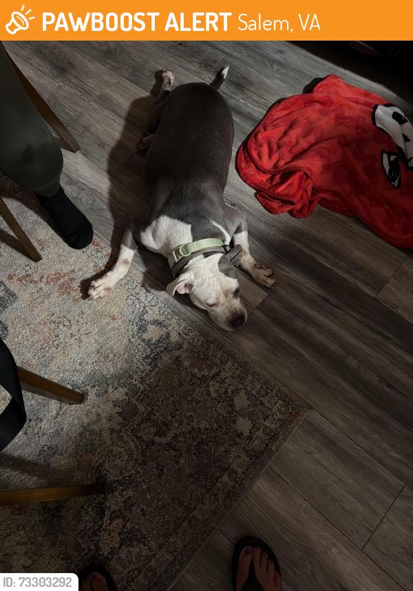 Found/Stray Female Dog last seen Winston Salem near Bellevue Park, Salem, VA 24153