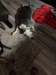 Found/Stray Female Dog last seen Winston Salem near Bellevue Park, Salem, VA 24153