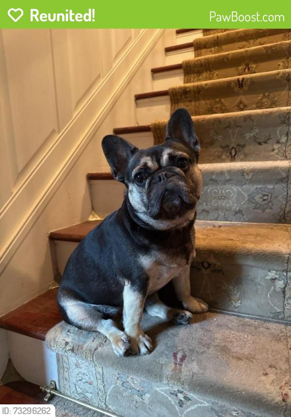 Reunited Female Dog last seen Lower State Road and Bethlehem Pike, Ambler, PA 19002