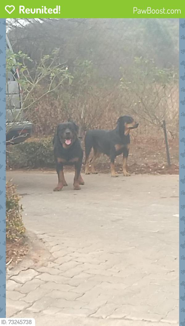 Reunited Male Dog last seen Eagle Auto, Centurion, GP 0185