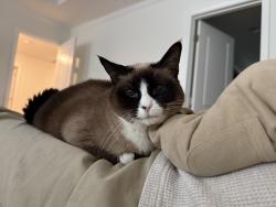 Reunited Female Cat last seen Oakfields Rd, Apex, NC 27562, USA, Apex, NC 27562