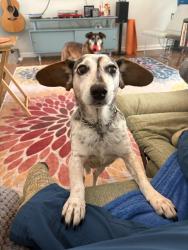Reunited Female Dog last seen Roundabout in Hudders Creek neighborhood near the creek, Simpsonville, SC 29680