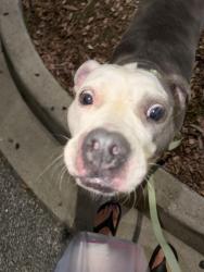 Found/Stray Female Dog last seen Near burgandy st, Winston-Salem, NC 27107