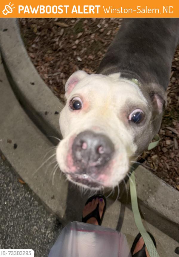 Found/Stray Female Dog last seen Near burgandy st, Winston-Salem, NC 27107