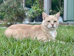 Lost Male Cat last seen Sumter Crossing West Subdivision, Oxford, FL 34484