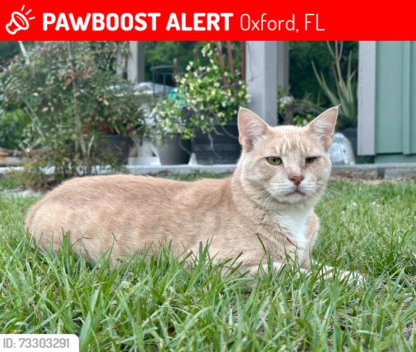 Lost Male Cat last seen Sumter Crossing West Subdivision, Oxford, FL 34484