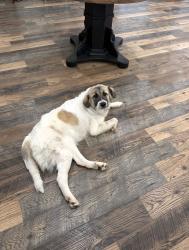 Found/Stray Female Dog last seen Near Dunn Court Granbury Texas 76049, Granbury, TX 76049