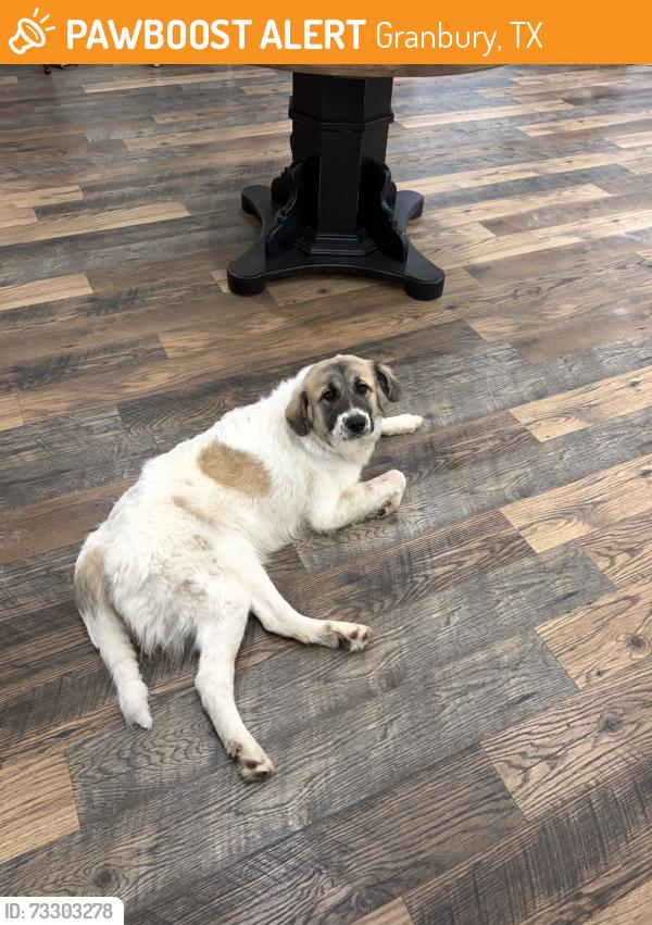 Found/Stray Female Dog last seen Near Dunn Court Granbury Texas 76049, Granbury, TX 76049