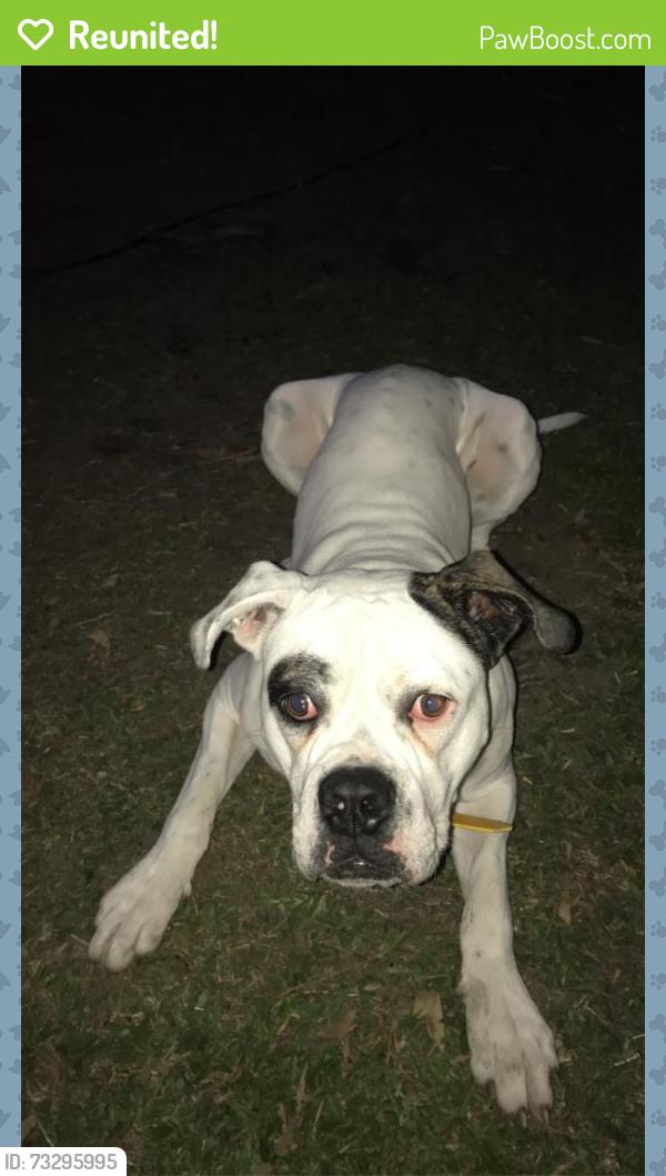 Reunited Male Dog last seen Bradman Street, Sunnybank Hills, QLD 