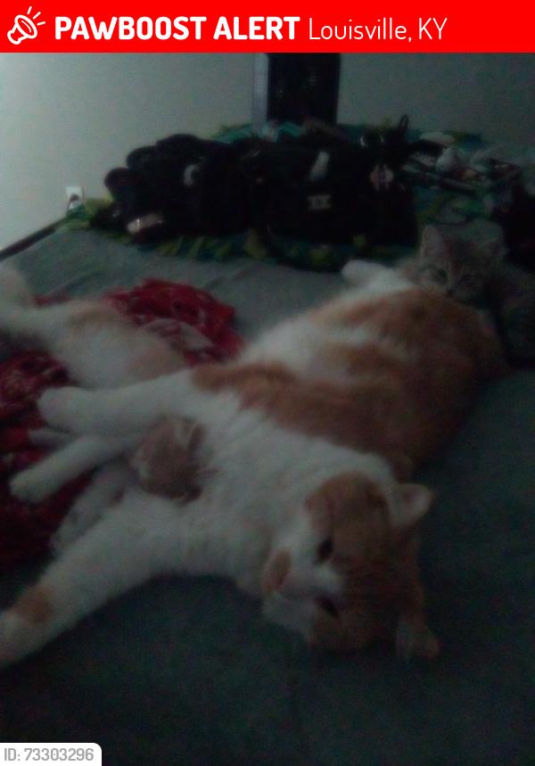 Lost Male Cat last seen Mc Nelly lake dr lou,ky 40229, Louisville, KY 40229