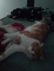 Lost Male Cat last seen Mc Nelly lake dr lou,ky 40229, Louisville, KY 40229