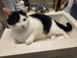 Lost Male Cat last seen Somerset Ave and Hawthorne street, Mastic, NY 11950